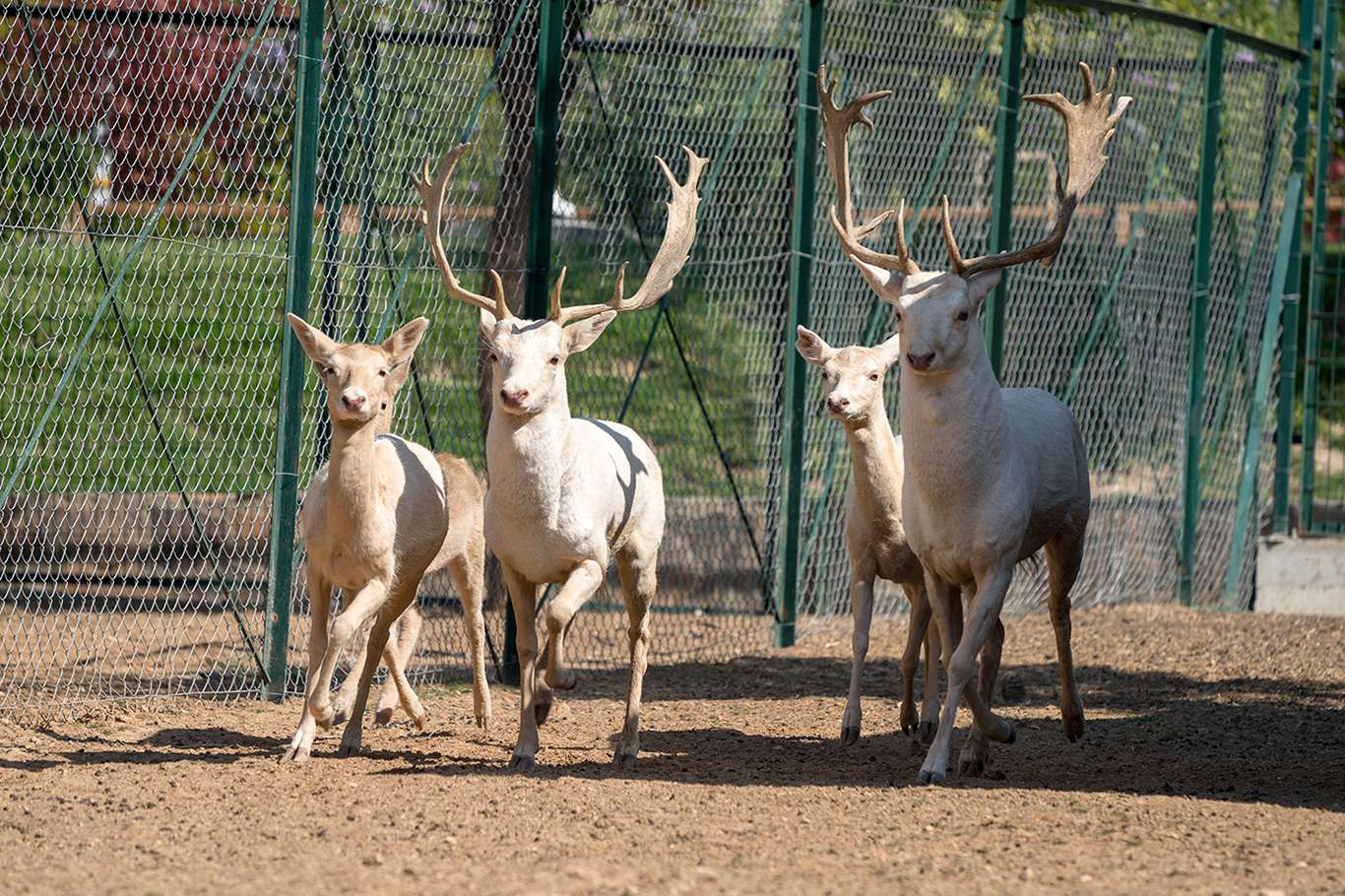 Malatya Orduzu Hayvanat Bahçesi ziyaretçilere açılıyor